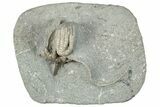 Fossil Crinoids (Agaricocrinus & Sarocrinus) - Crawfordsville #291804-1